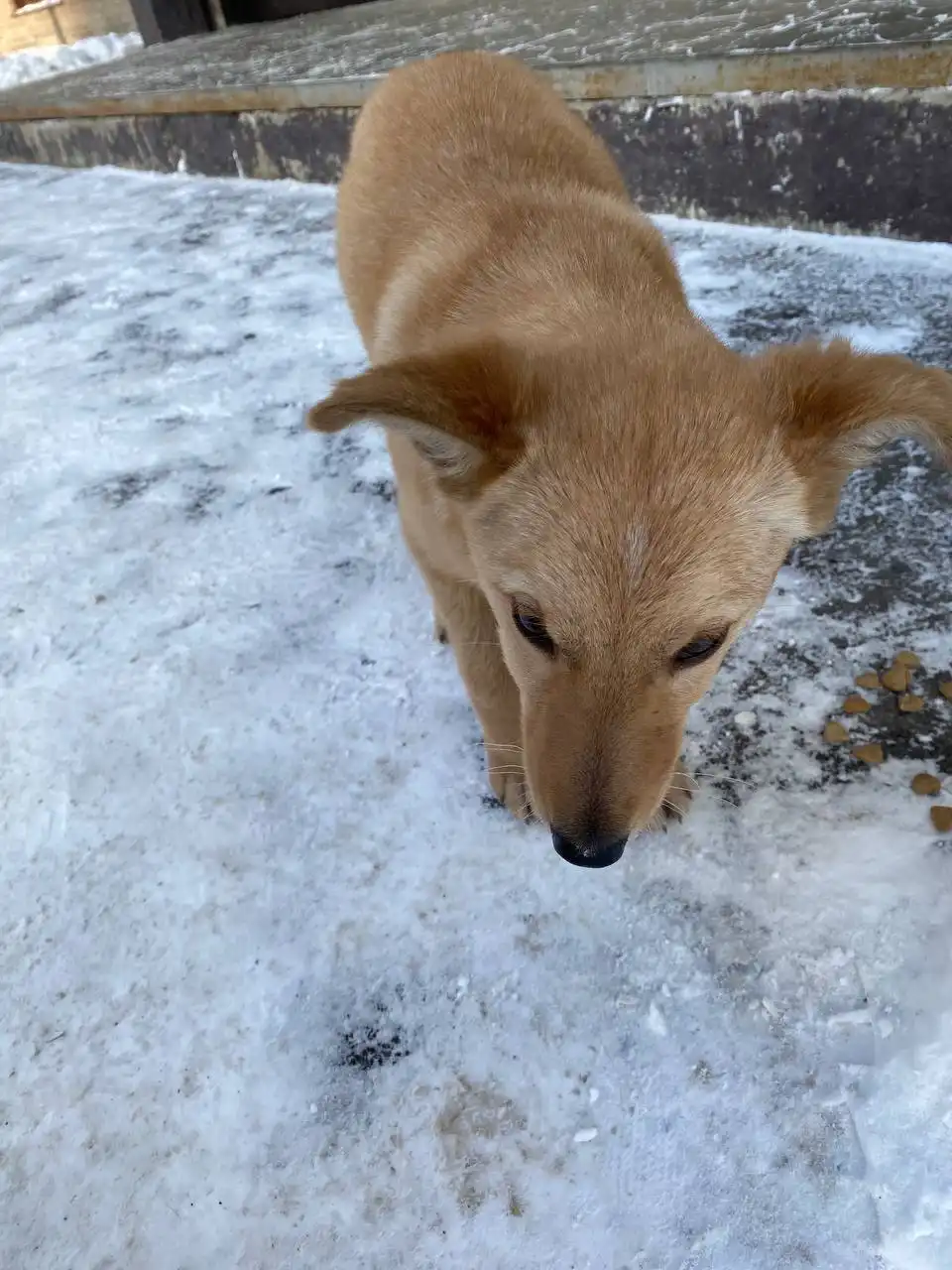 Потеряшка Иркутск Животные