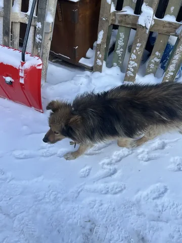 Найденная собака в Иркутске, районе Ново-Ленино, улица Тельмана - частное объявление в Иркутск