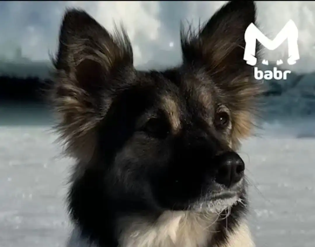 Приговор по уголовному делу о жестоком обращении с собакой