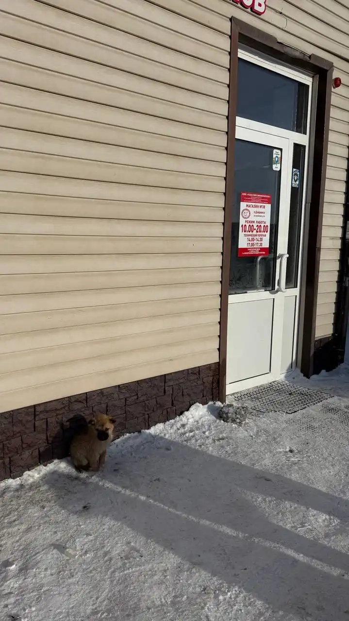 Найденные щенки возле магазина в Дзержинске