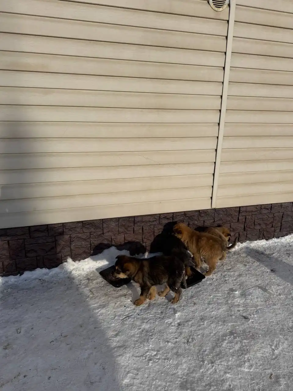 Найденные щенки возле магазина в Дзержинске