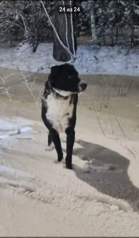 Пропал пес Малыш в СНТ Молодость