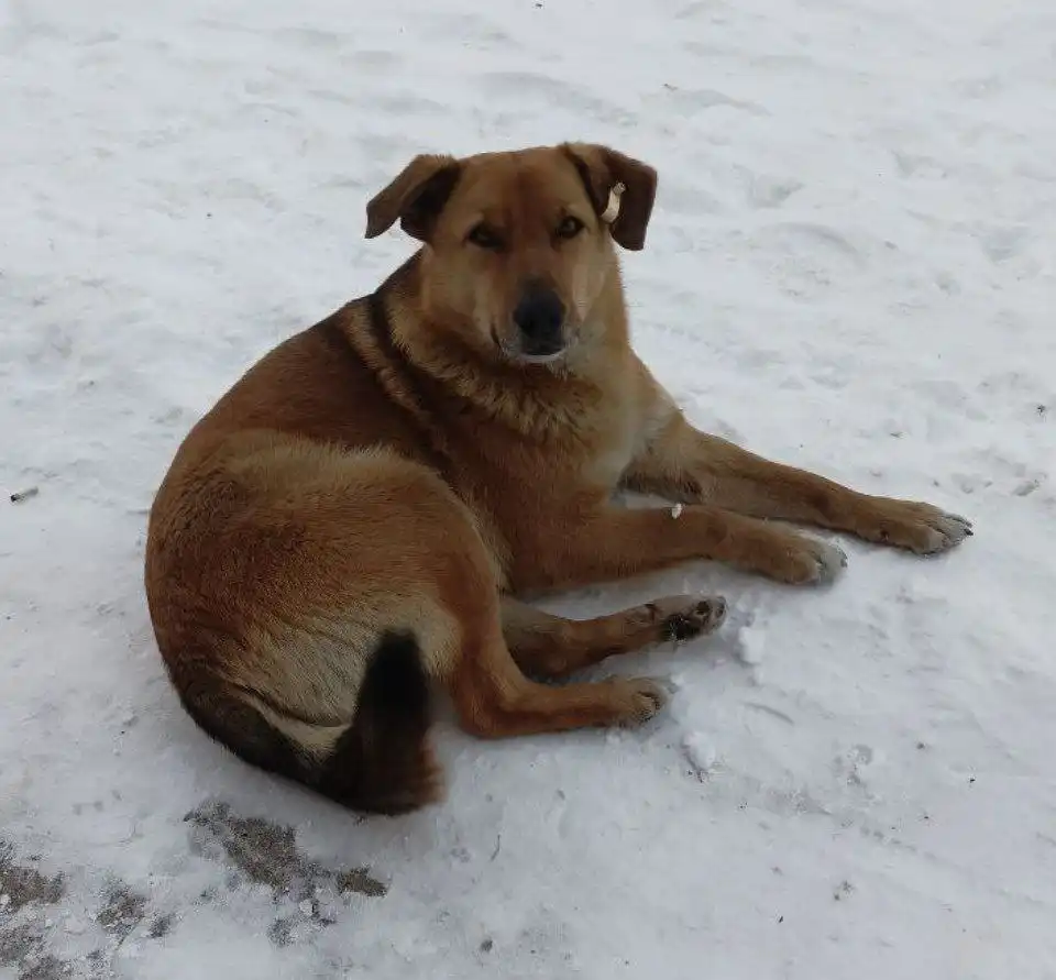 ПОТЕРЯШКА ИРКУТСК ЖИВОТНЫЕ