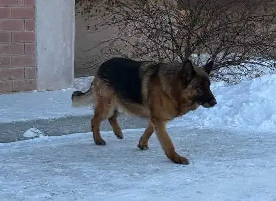 Потеряшка Иркутск Животные