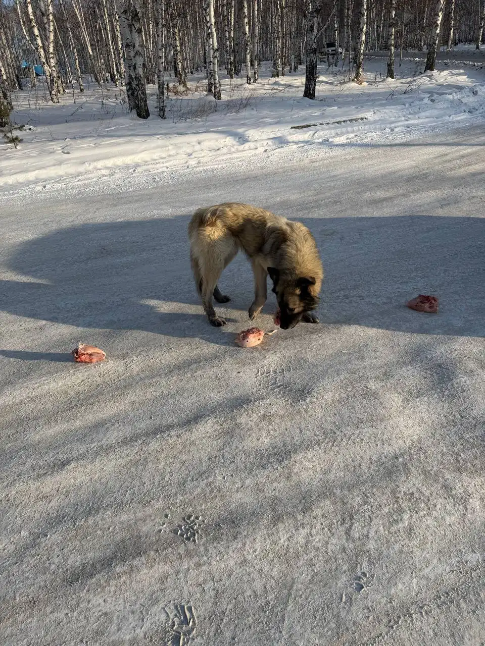 Найден истощенный пес в районе СХИ Иркутска