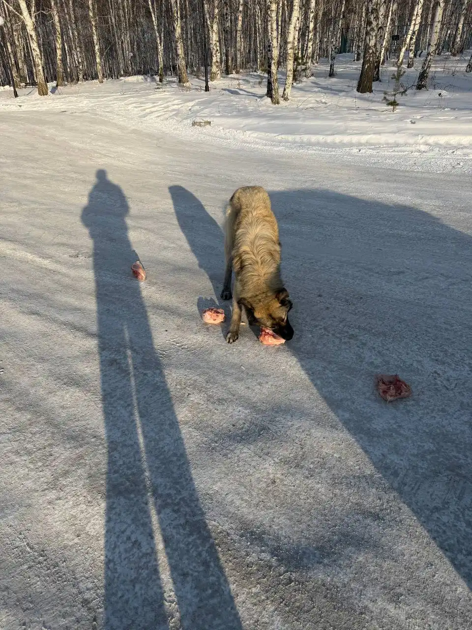 Найден истощенный пес в районе СХИ Иркутска