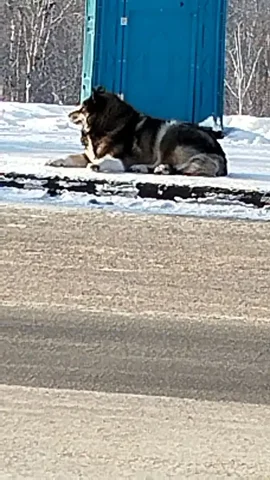 Собака в Юбилейном нуждается в помощи - частное объявление в Иркутск