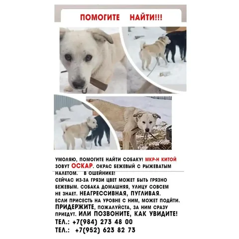 Потеряшка в Ангарске - частное объявление в Ангарск