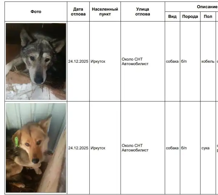 Потерянные собаки в приюте Иркутска