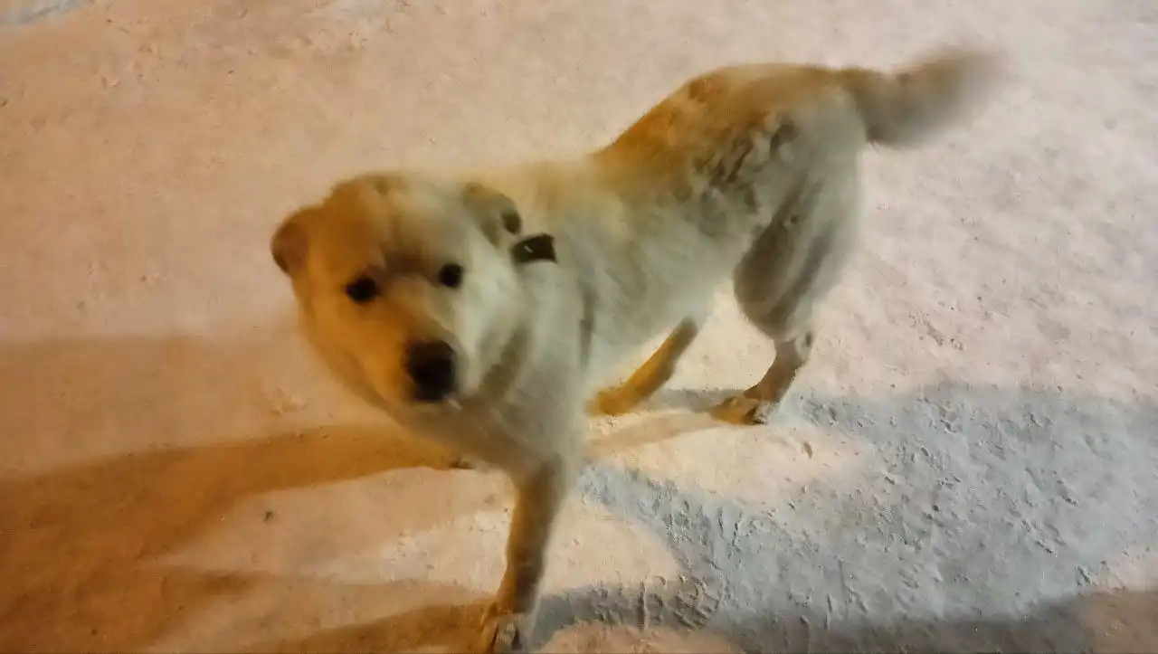 Пропавшая собака в Иркутске