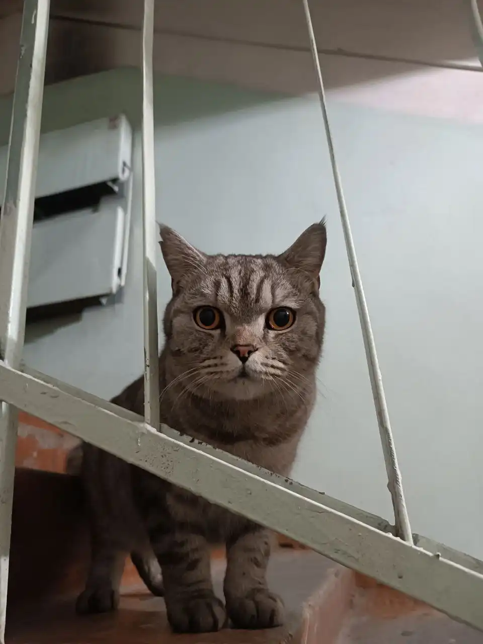 Найден домашний кот в Иркутске