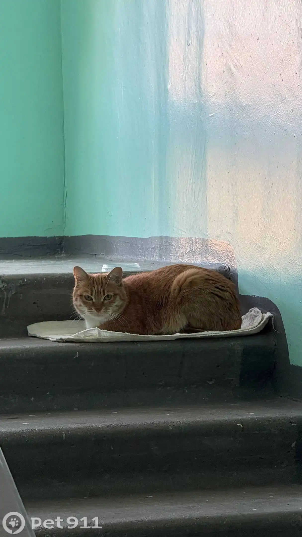 Найдена кошка в Ангарске