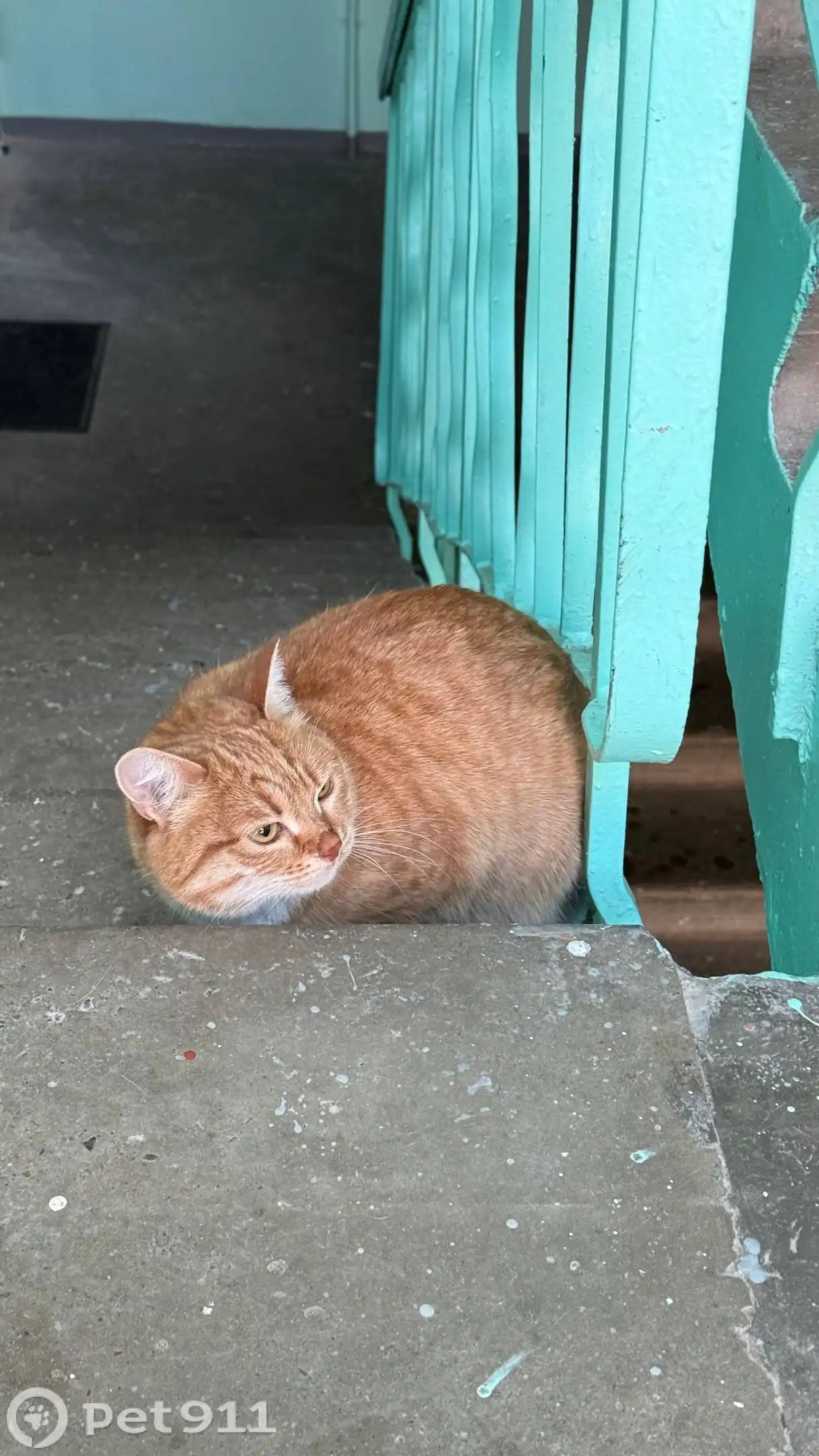 Найдена кошка в Ангарске