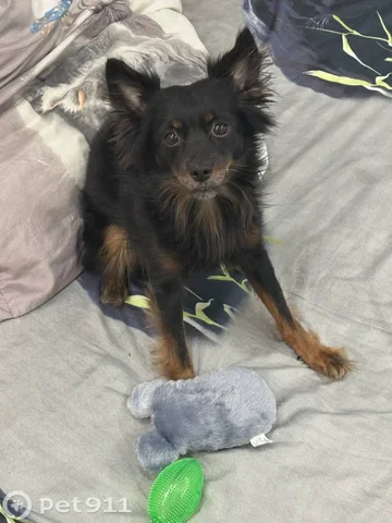 Пропала собака Блэк в Братске - Животные в Братск