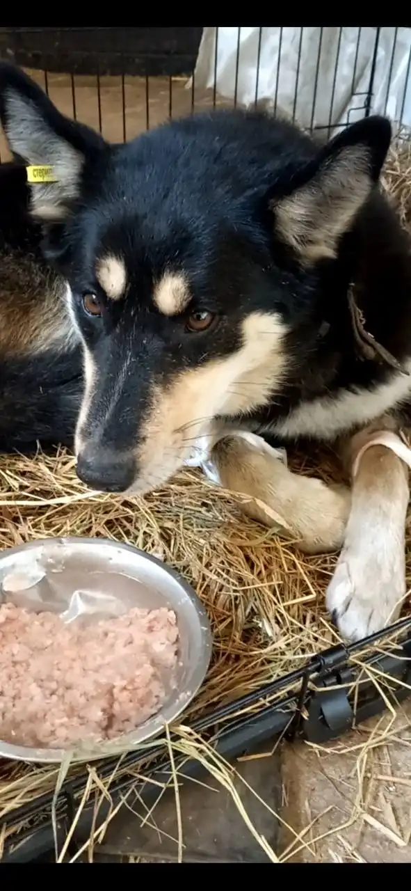 Потерялась собака в Иркутске