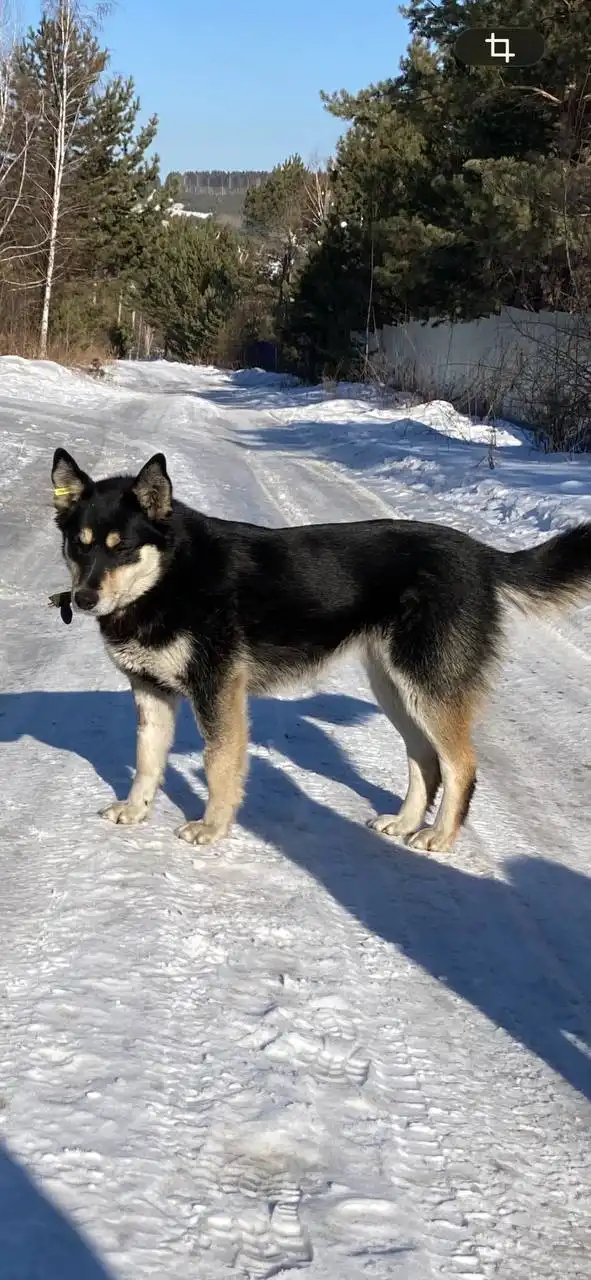 Потерялась собака в Иркутске