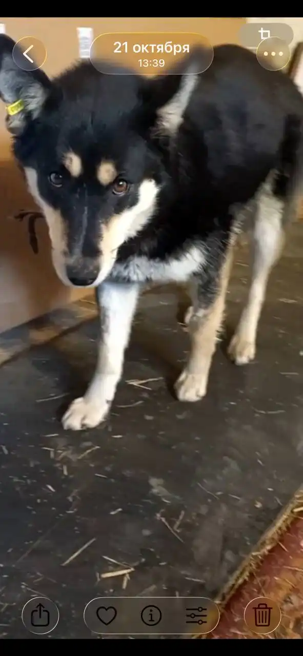 Потерялась собака в Иркутске