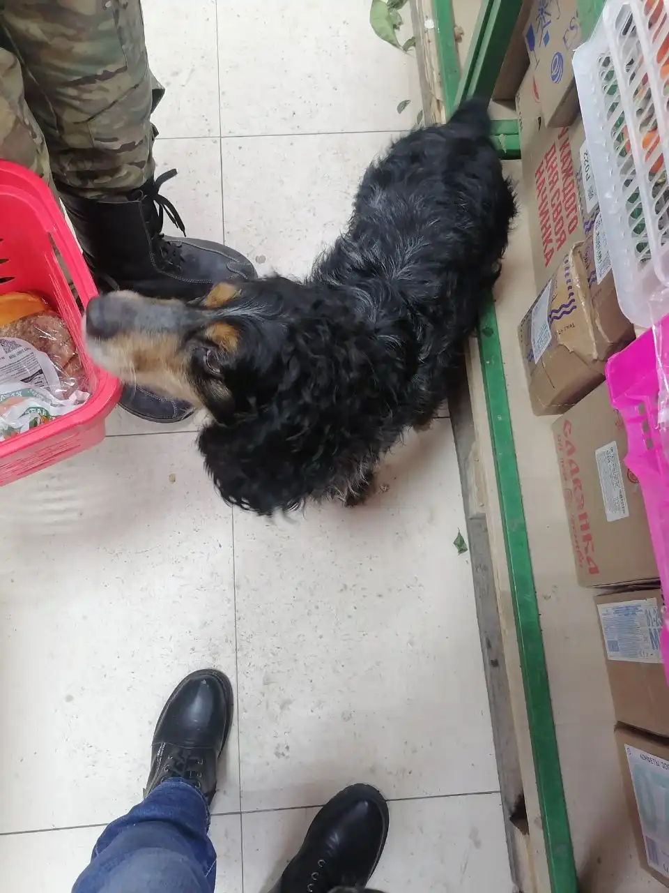 Потеряшка Иркутск