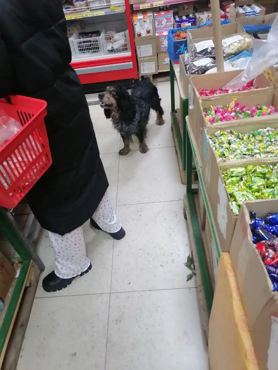 Потеряшка Иркутск