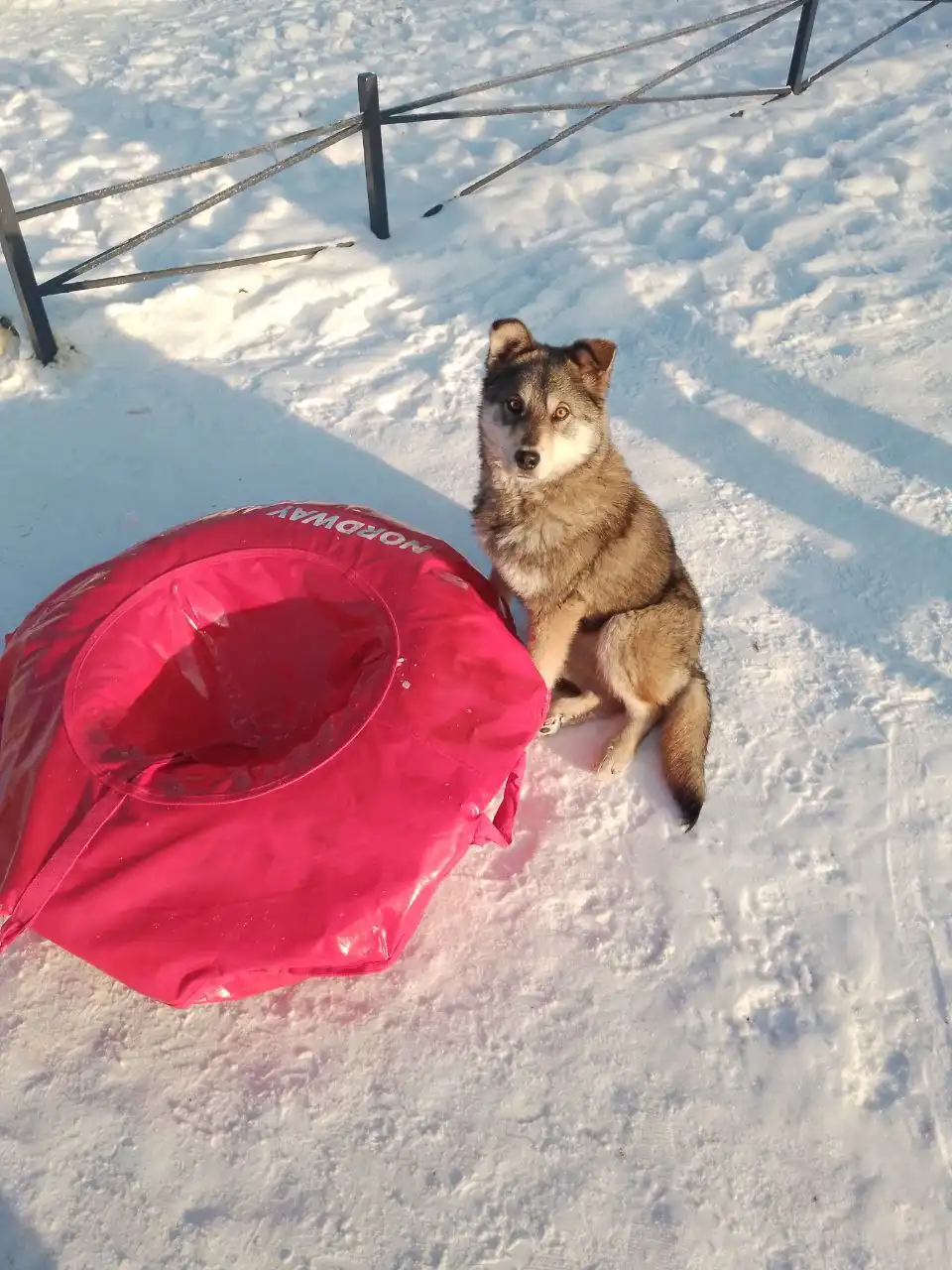 Потерянный щенок в Иркутске