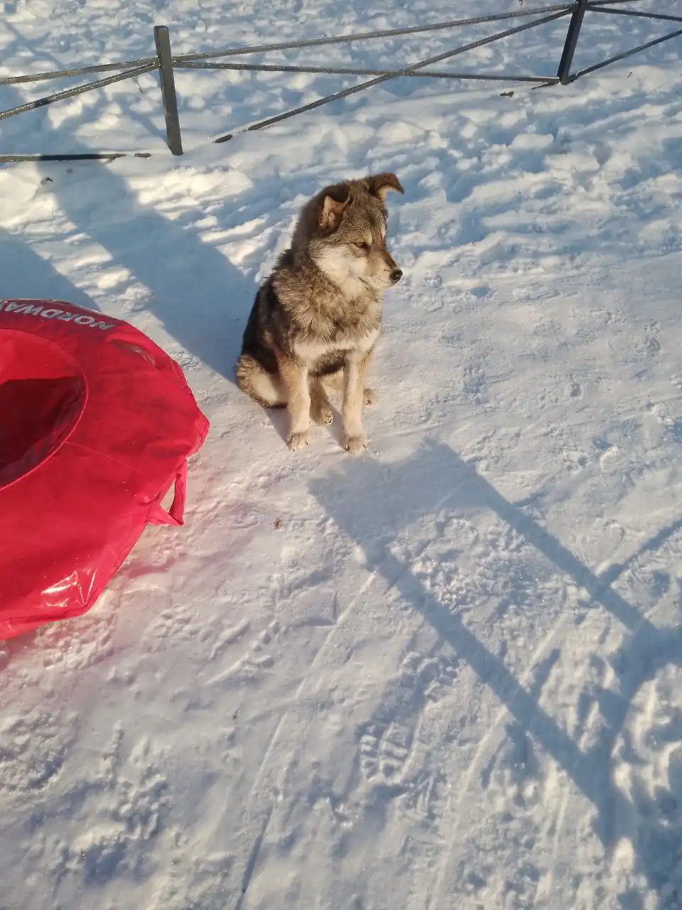 Потерянный щенок в Иркутске