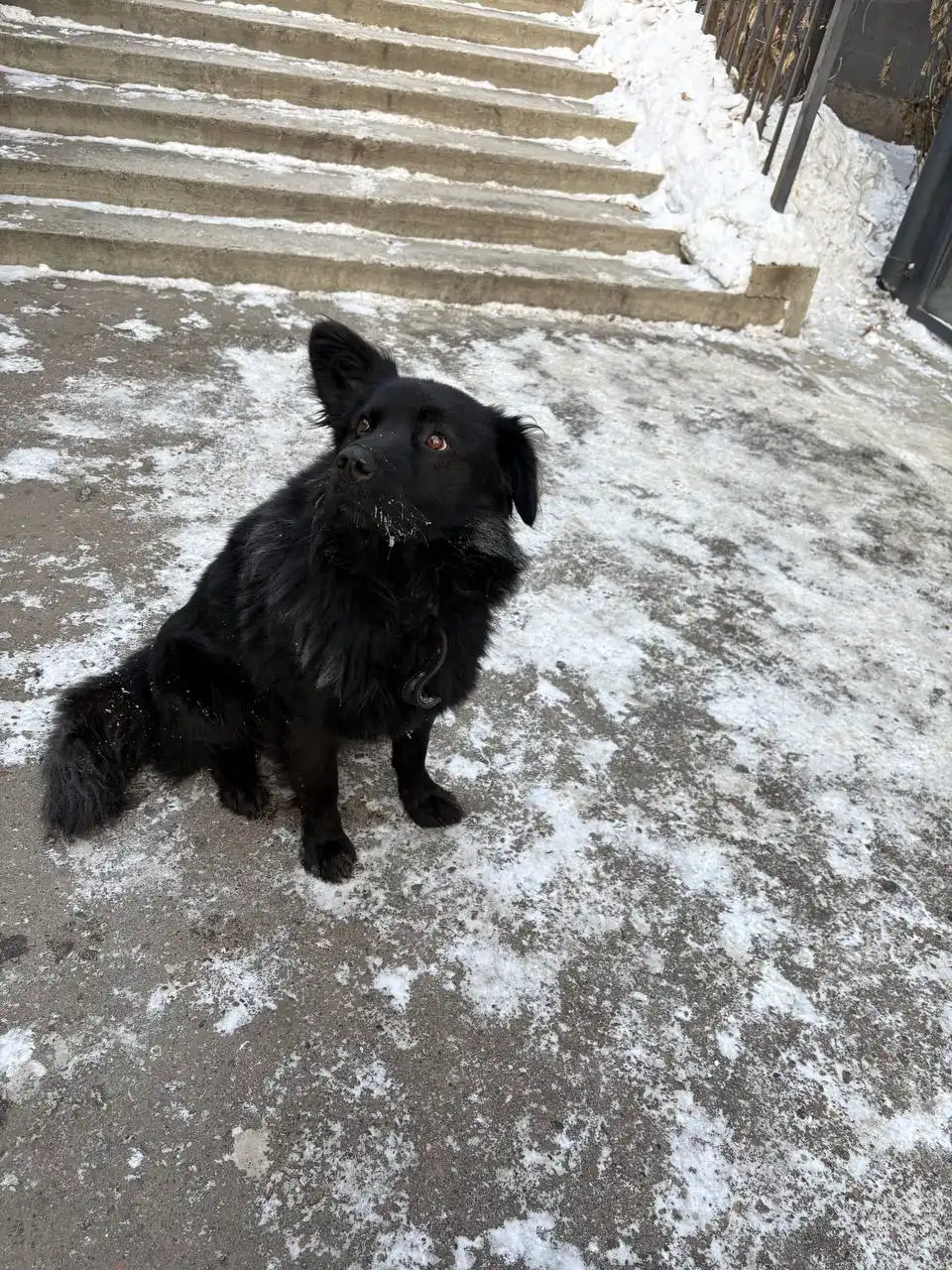 Потеряшка в Иркутске