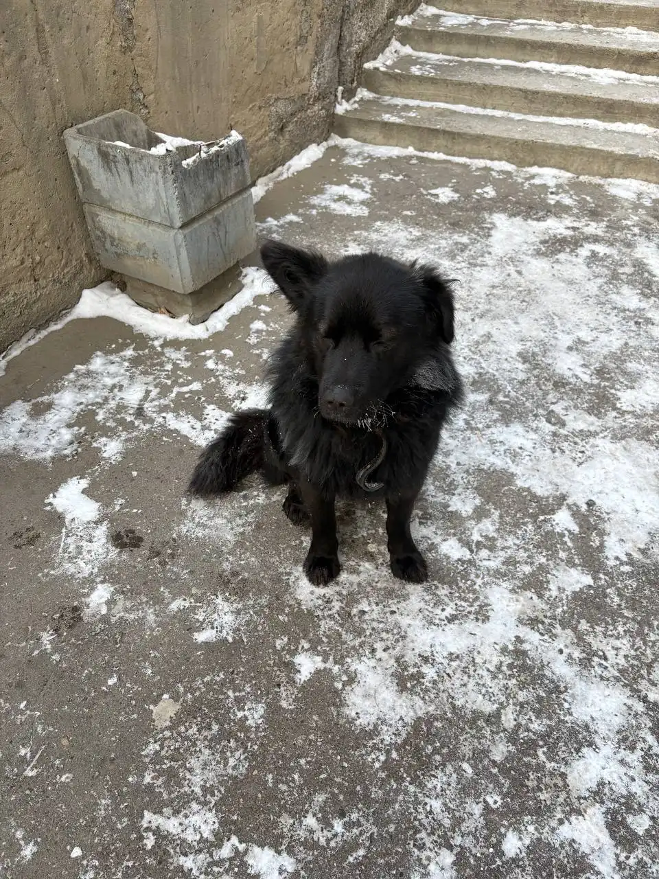 Потеряшка в Иркутске