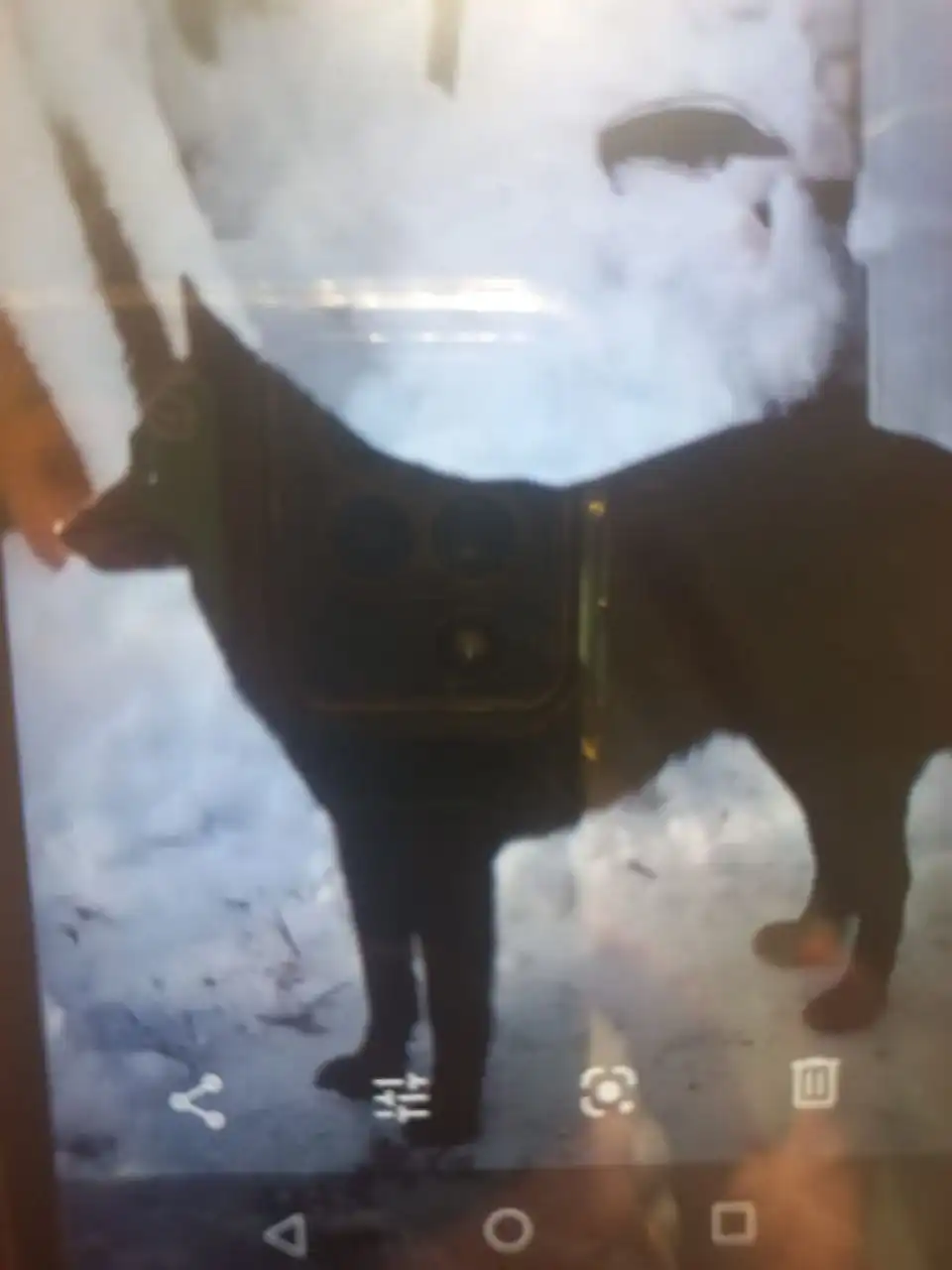 Пропала собака в Ангарске