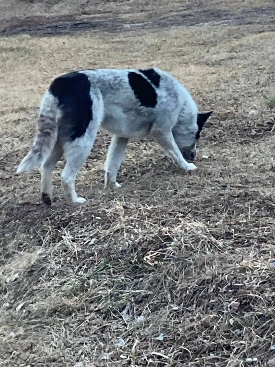 Потерялась собака с 8 км Александровского тракта