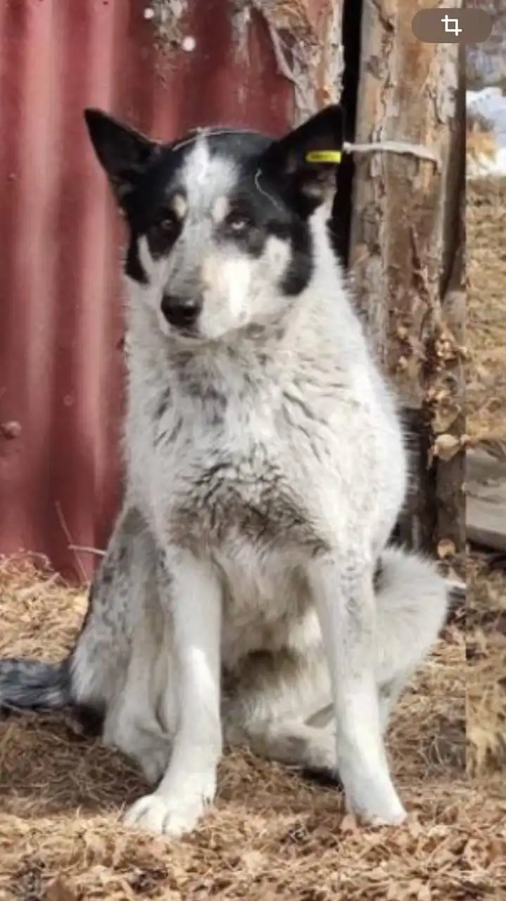 Потерялась собака с 8 км Александровского тракта
