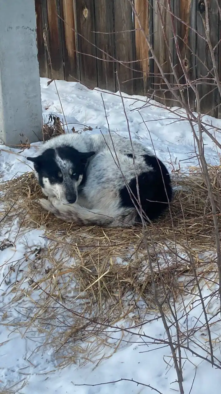 Потерялась собака с 8 км Александровского тракта