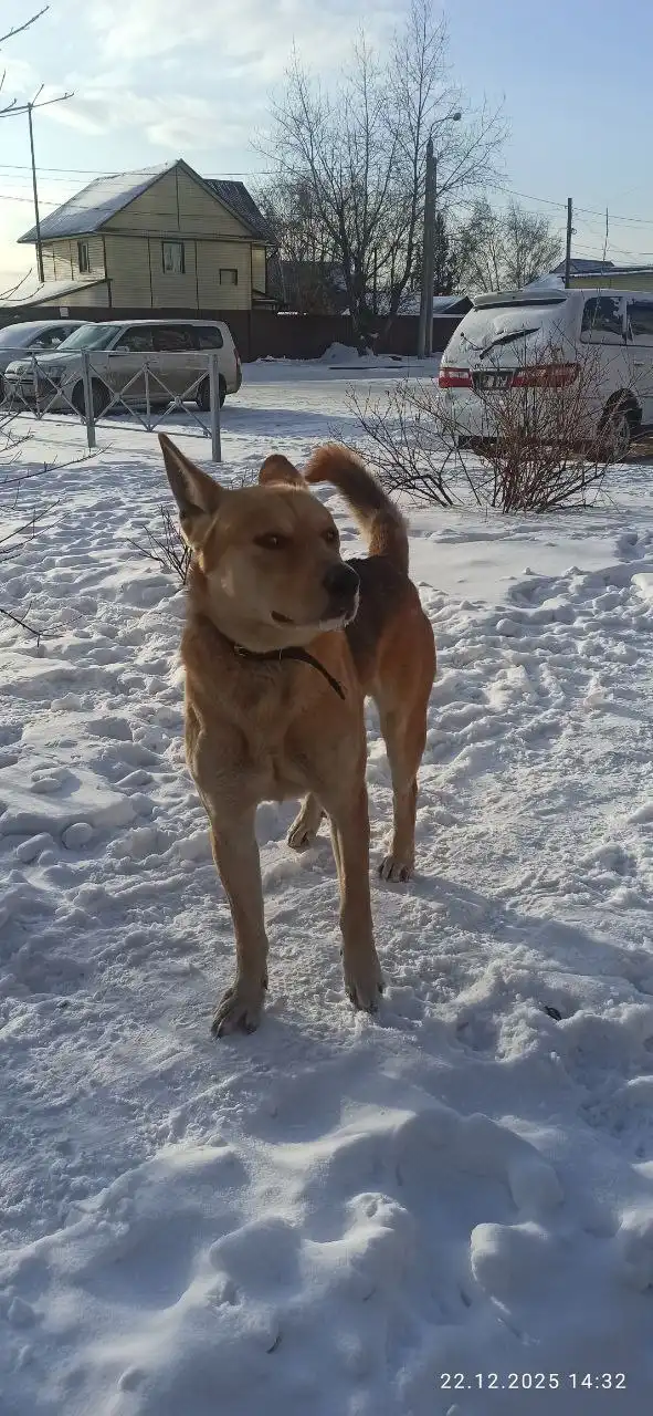 Потерявшаяся собака в Иркутске