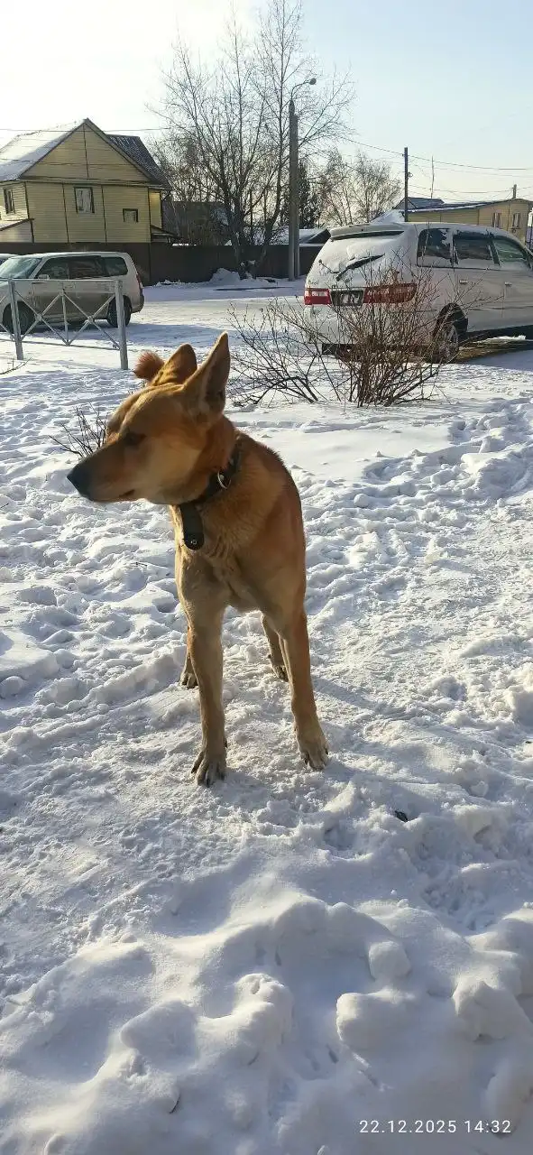 Потерявшаяся собака в Иркутске