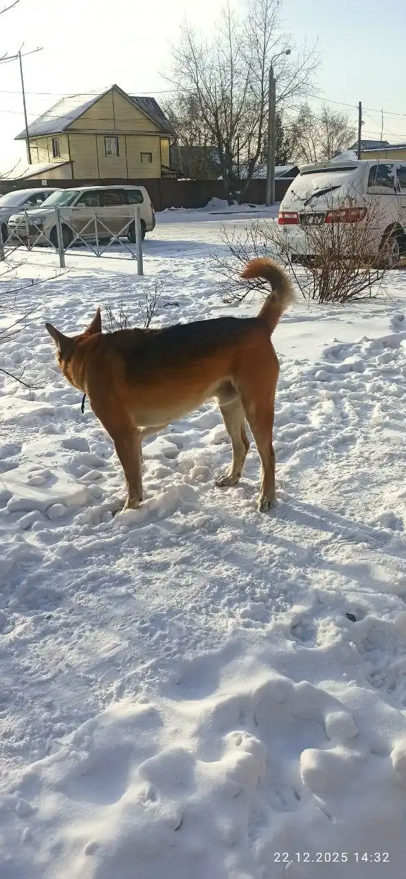 Потерявшаяся собака в Иркутске