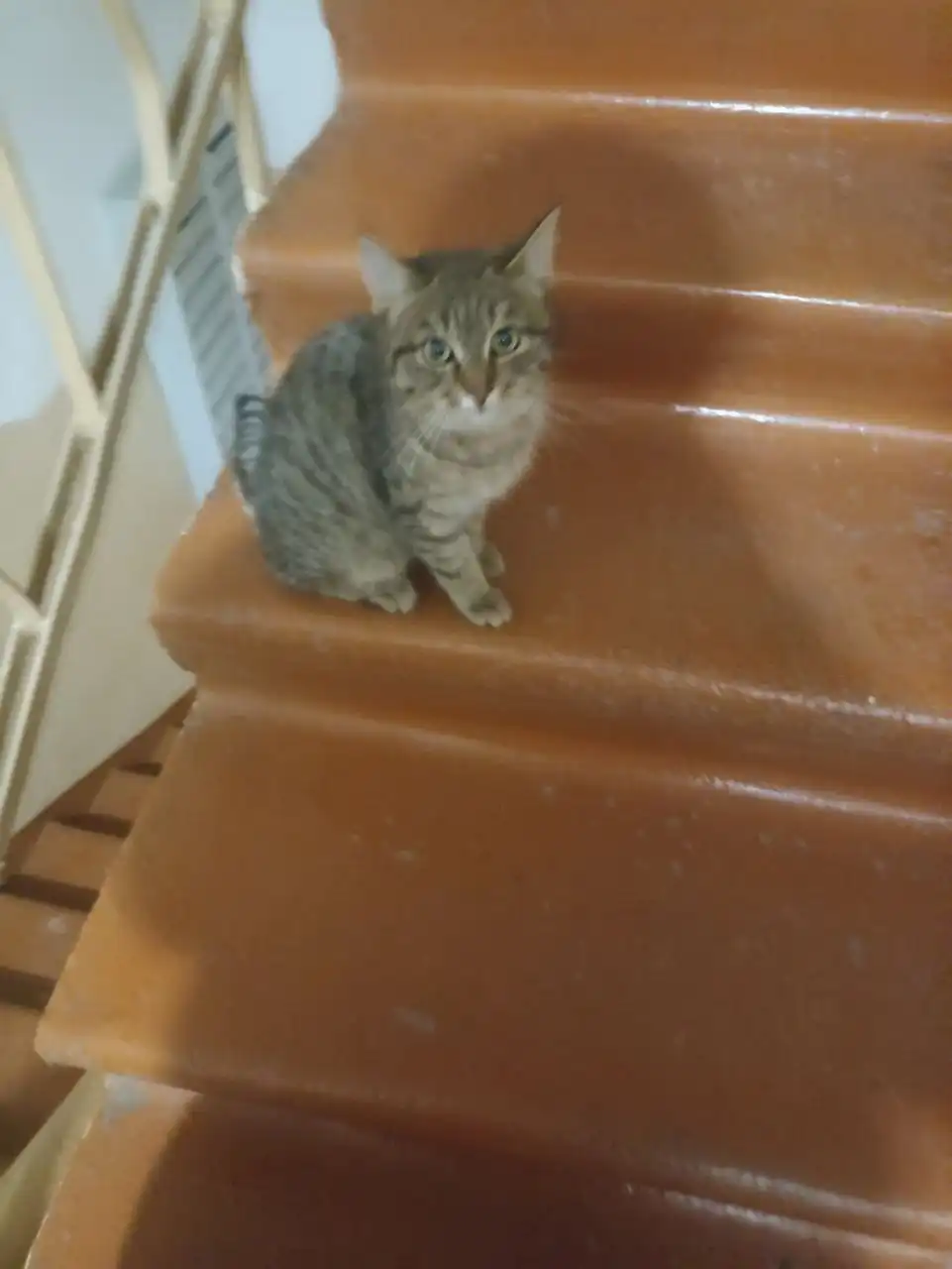 Потеряшка кошка Милка в Иркутске