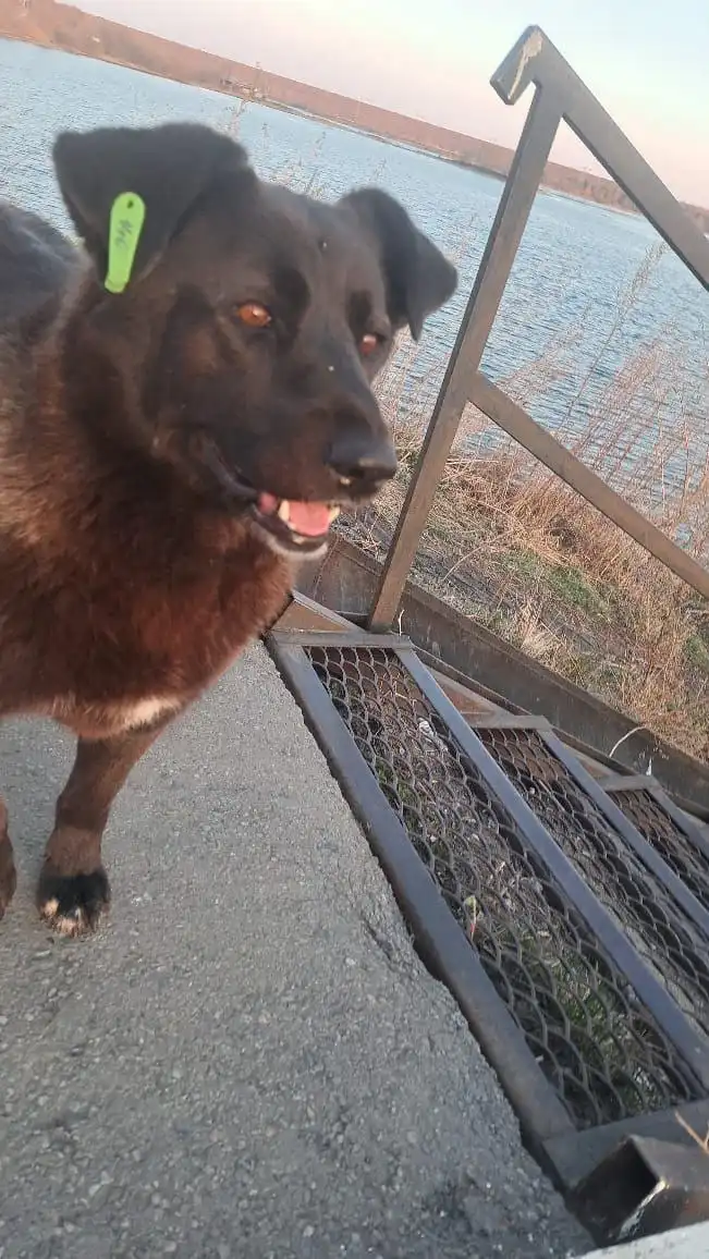 Потеряшка Иркутск животные