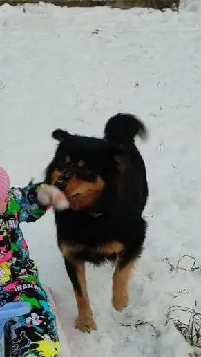 Пропала собака породы кобель в Иркутске