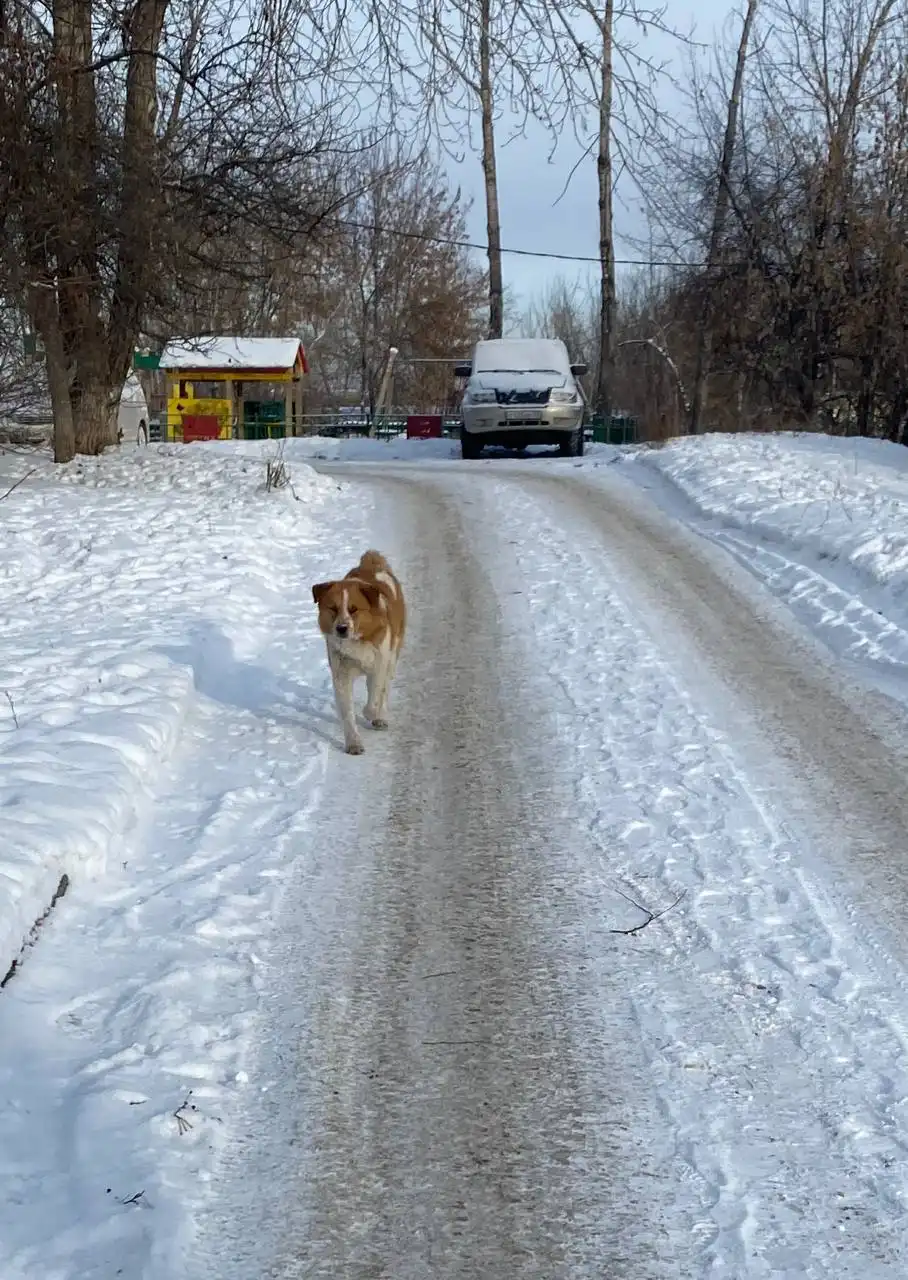 Потеряшка Иркутск Животные