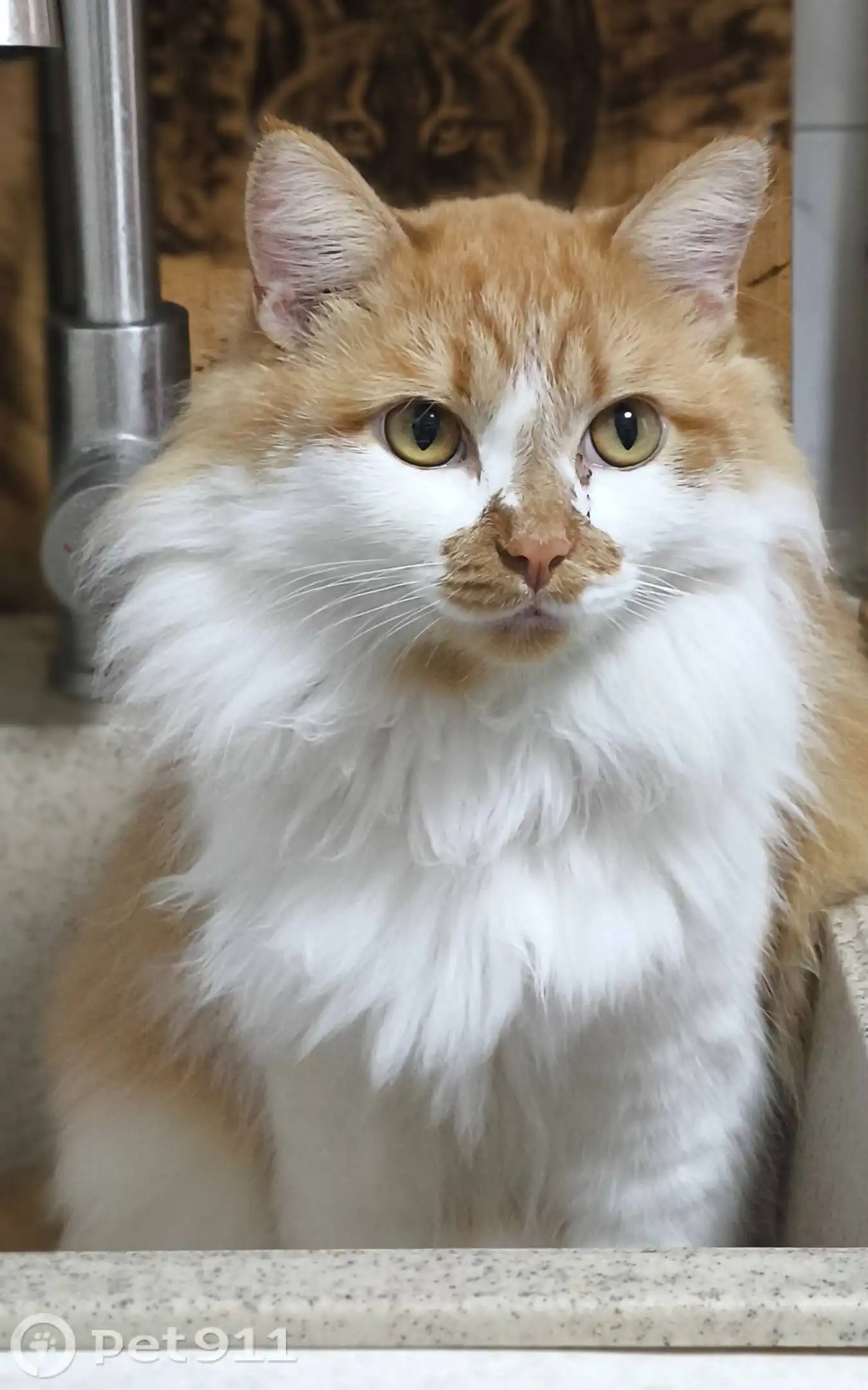 Пропала кошка в Тулуне