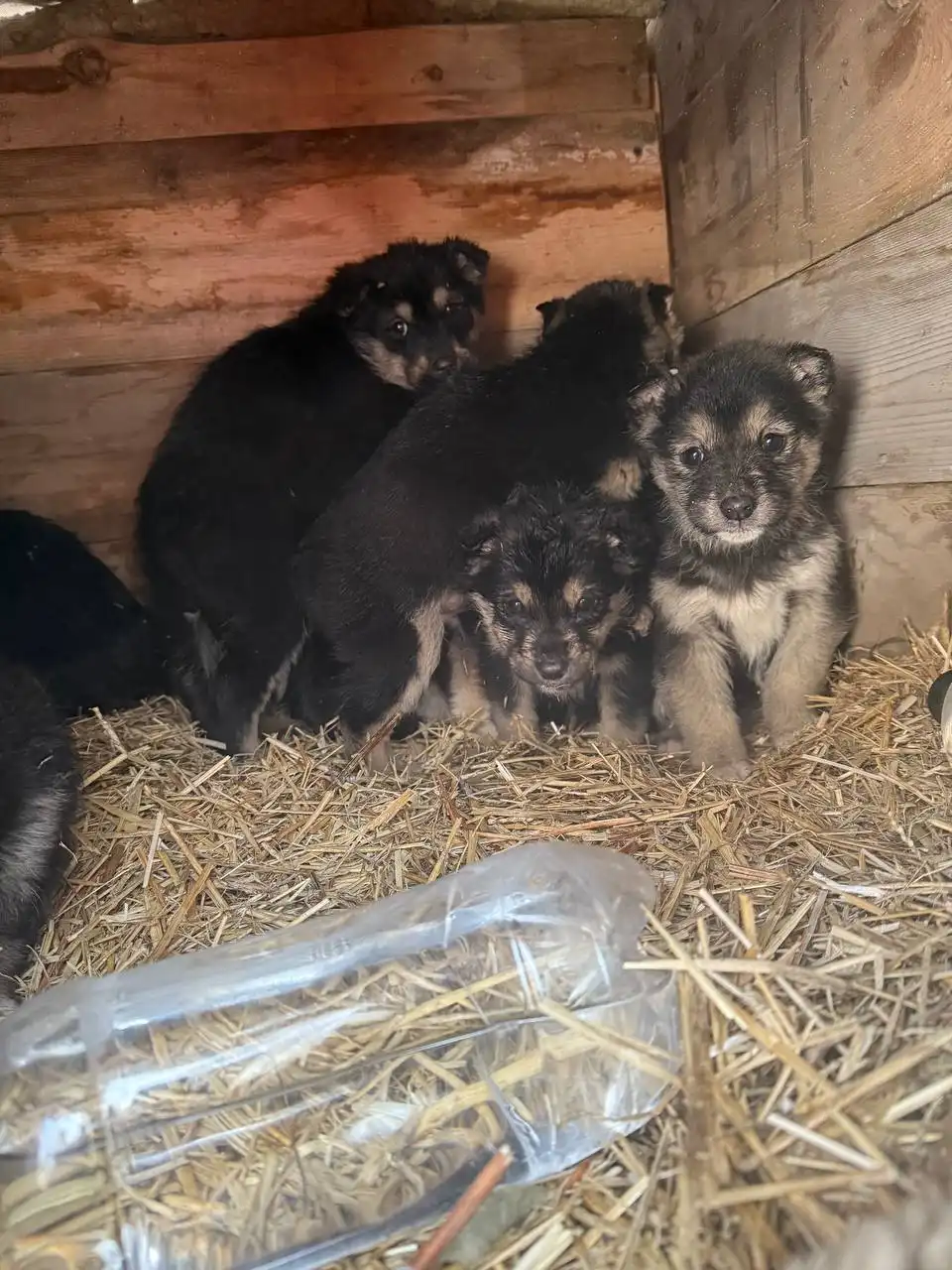 Срочно! Спасение щенков бездомной собаки в садоводстве