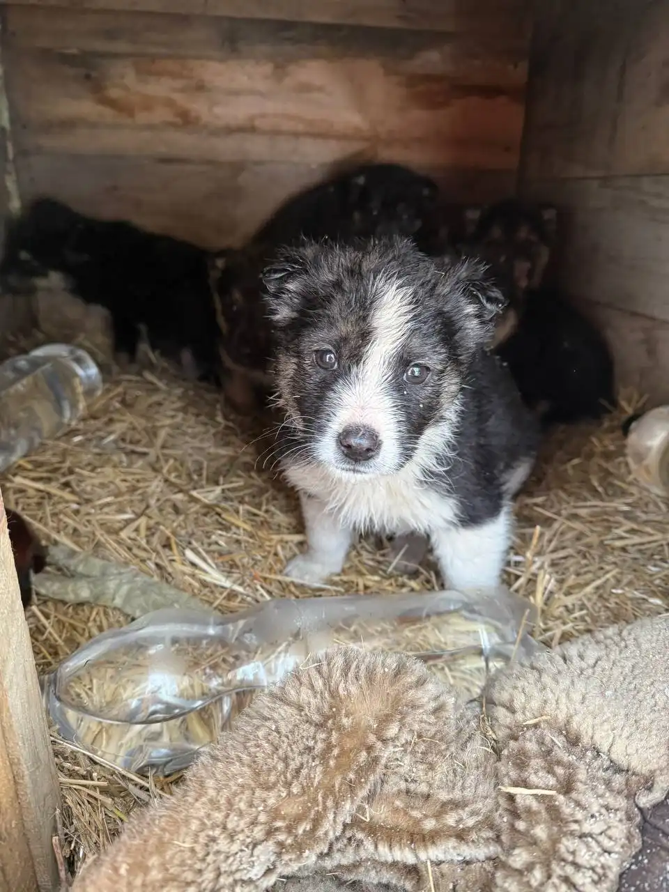 Срочно! Спасение щенков бездомной собаки в садоводстве