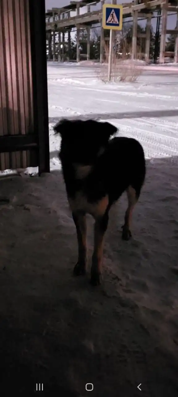 Пропала собака в Ангарске