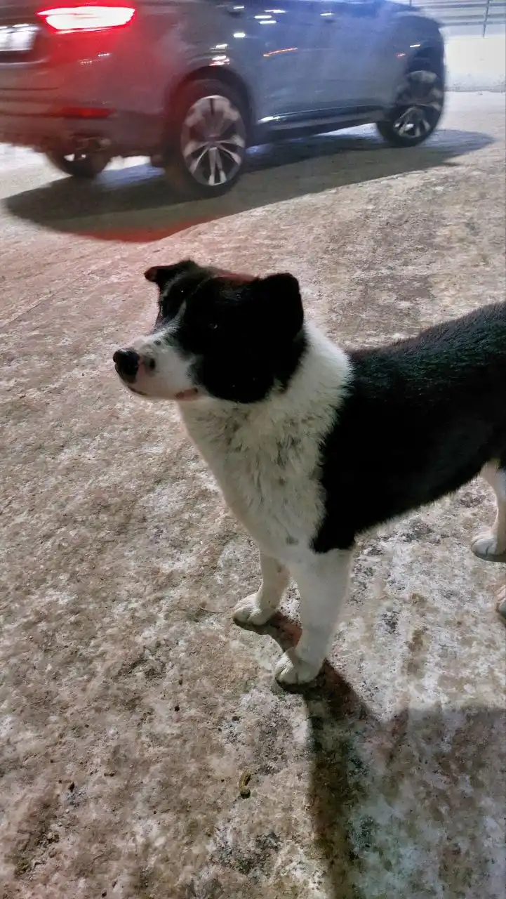 Потеряшка Иркутск Животные