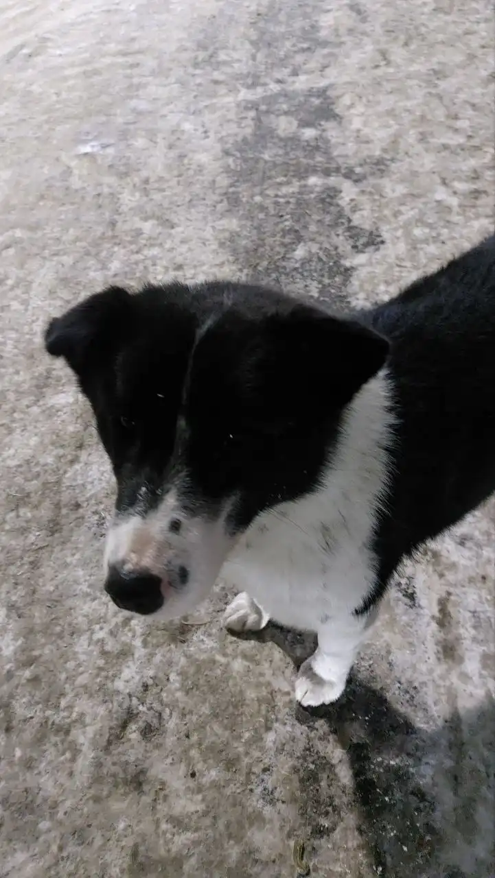 Потеряшка Иркутск Животные