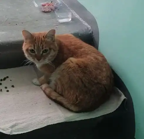 Потерянный кот в Ангарске