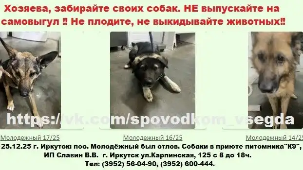 Объявление о найденных собаках в приюте Иркутска