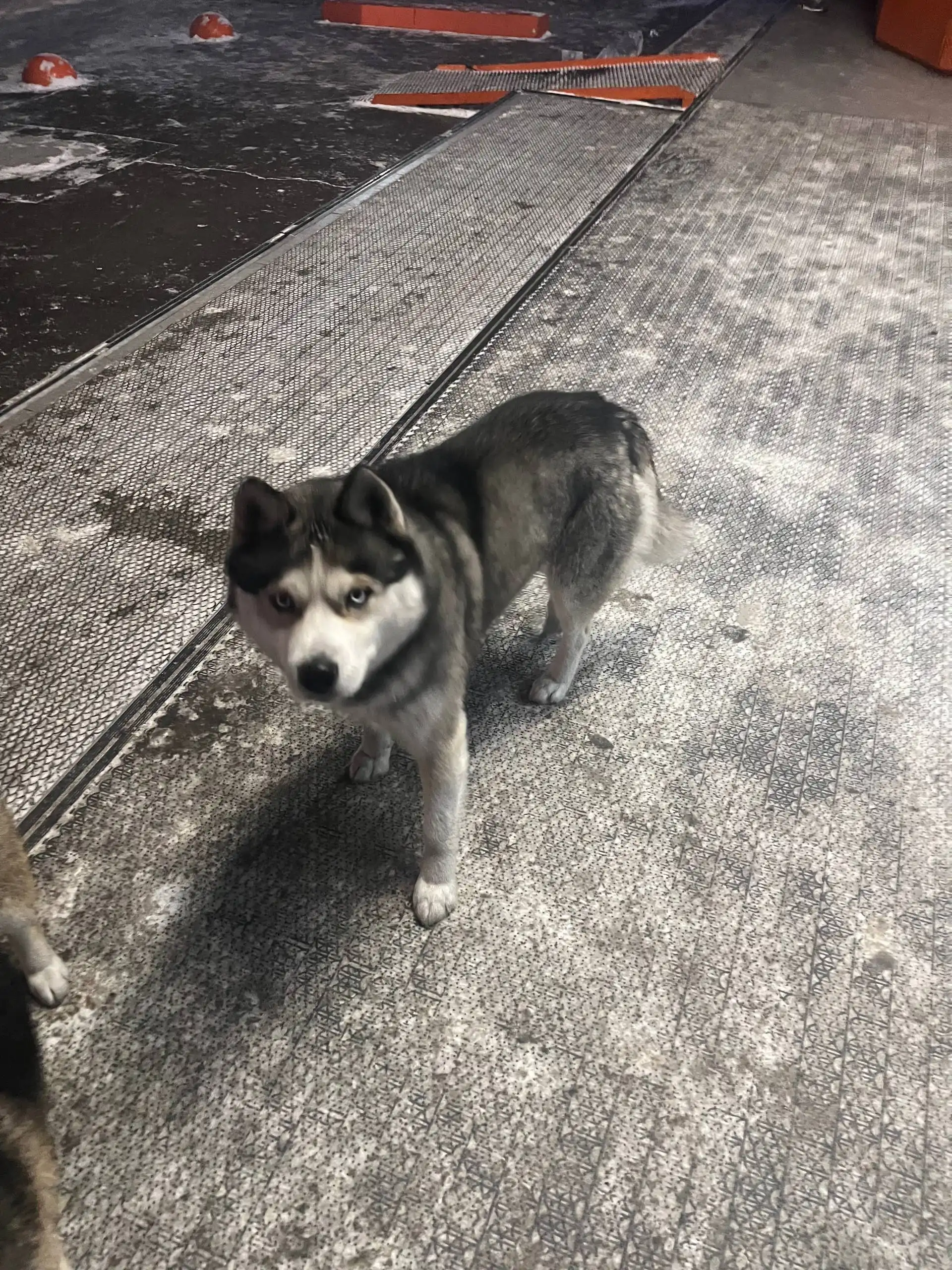 Потеряшка Иркутск животные