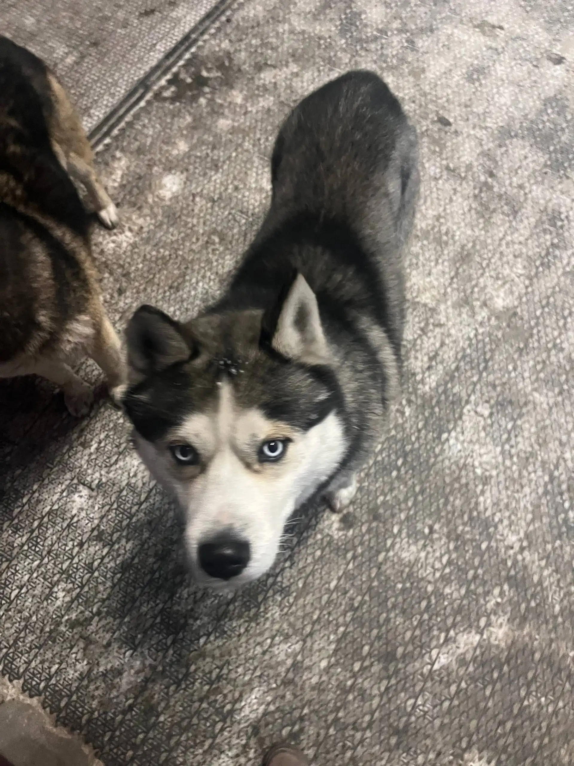 Потеряшка Иркутск животные