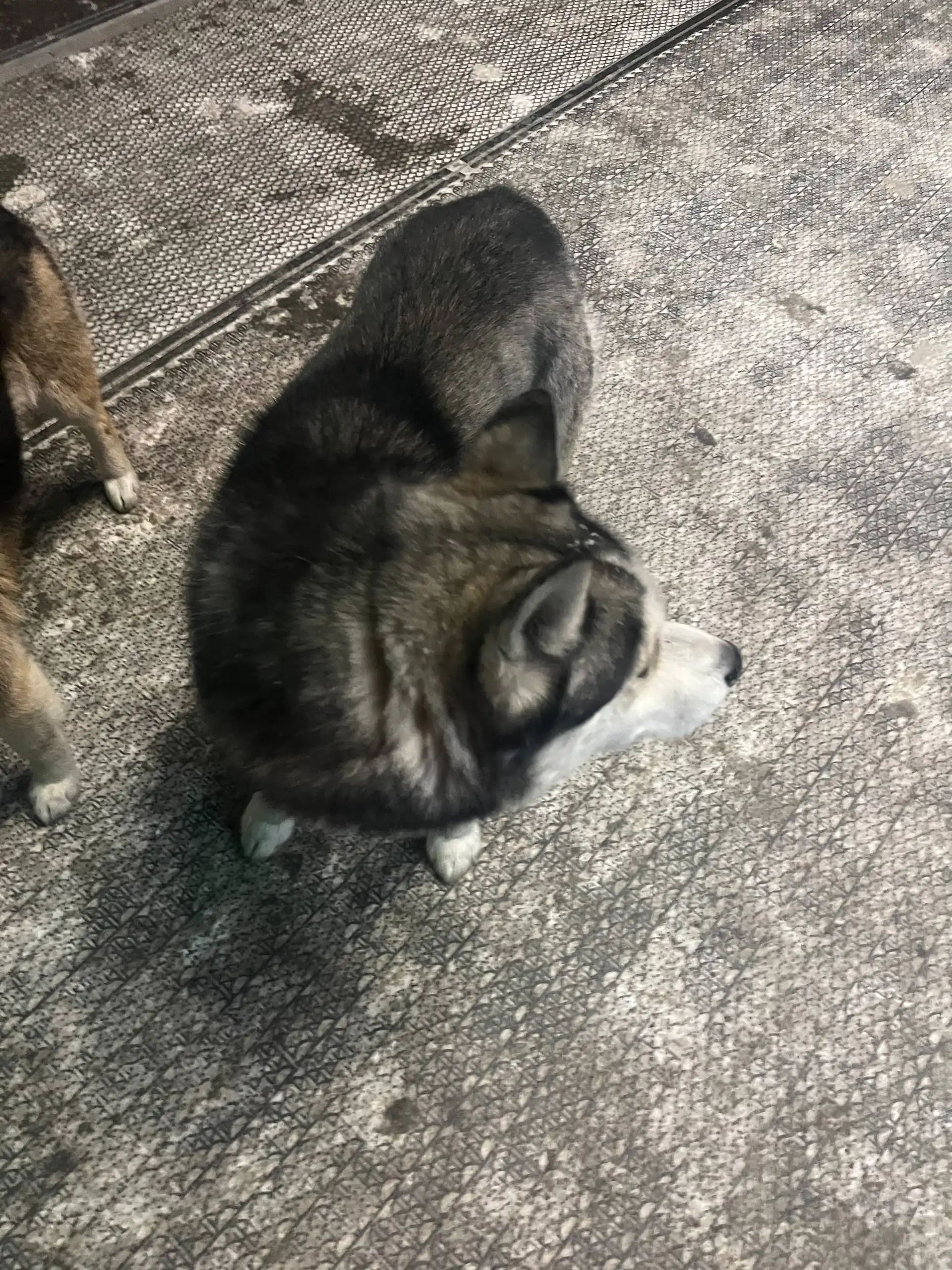 Потеряшка Иркутск животные