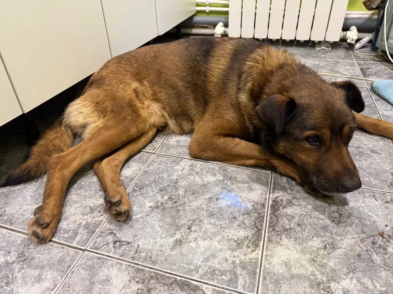 Собака с переломом позвоночника нуждается в помощи